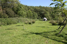field