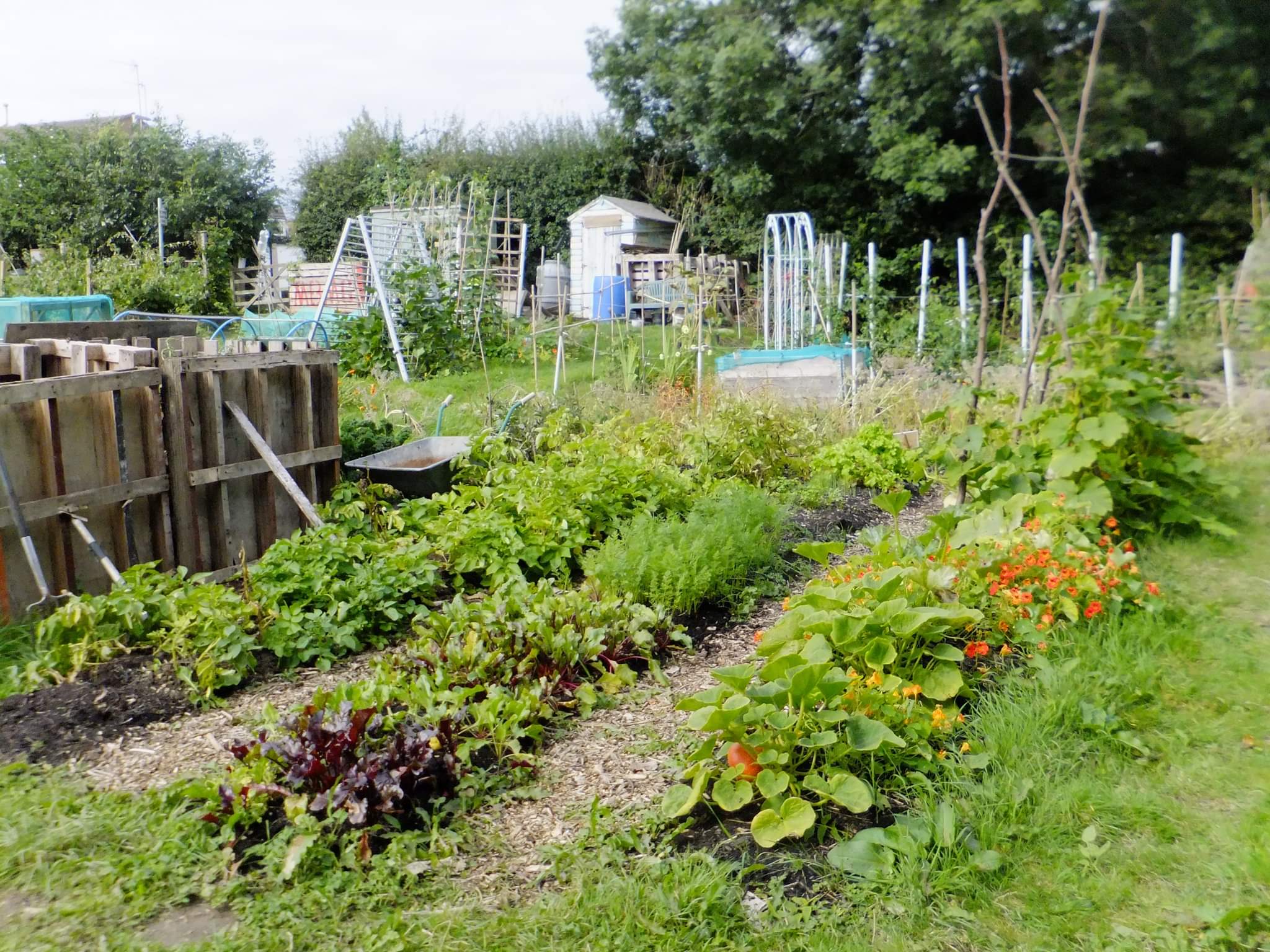 Belper Permaculture Network allotment summer 2020