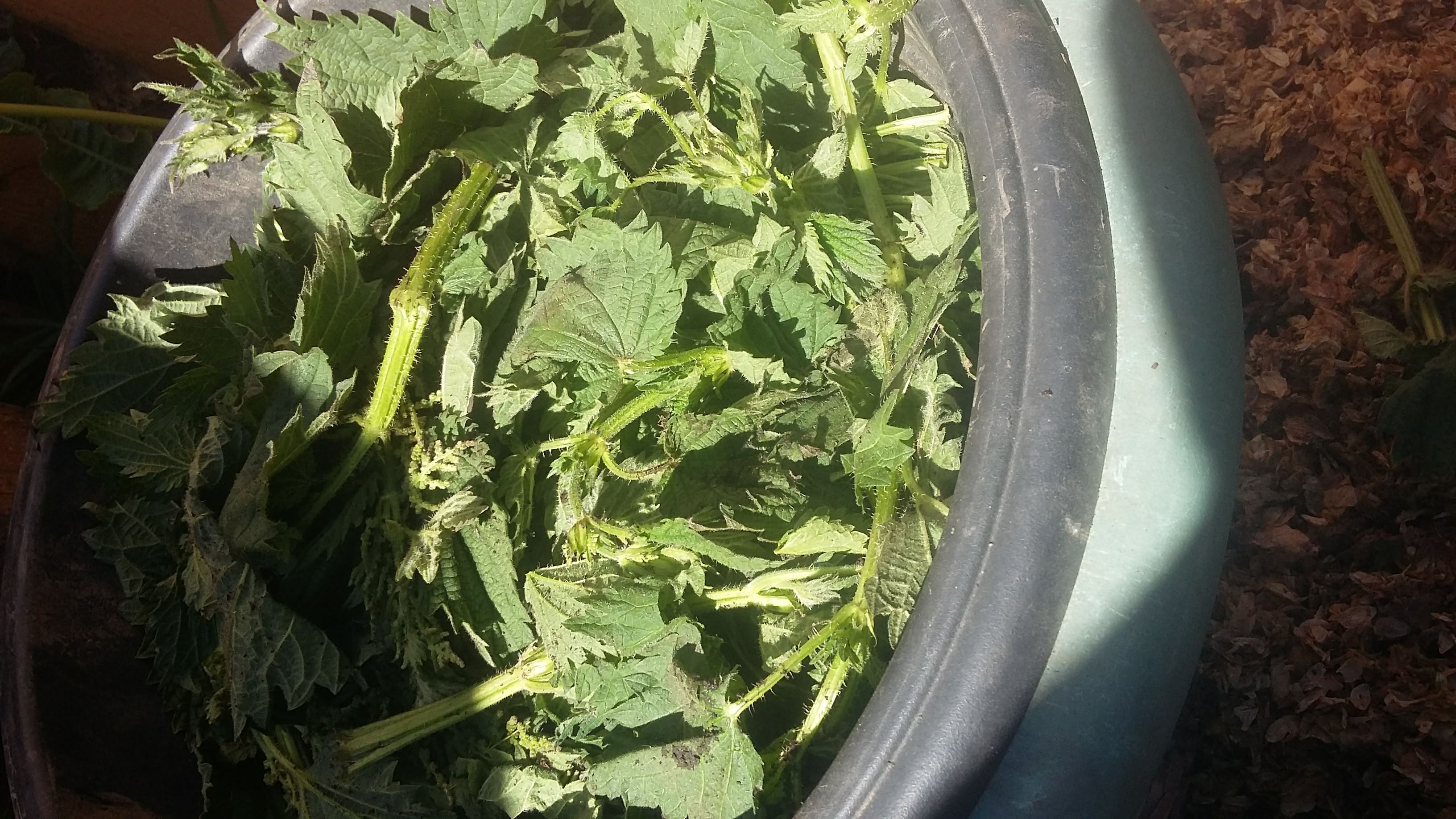 Bucket of nettles