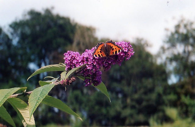 butterfly on buddleia