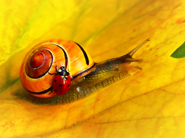 snail and lady bird