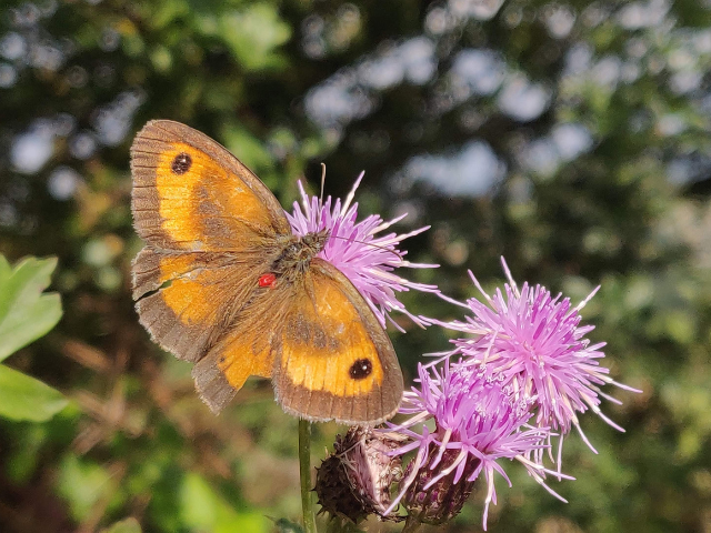 Butterfly on thistle