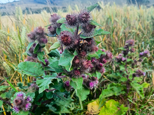 thistles in a field
