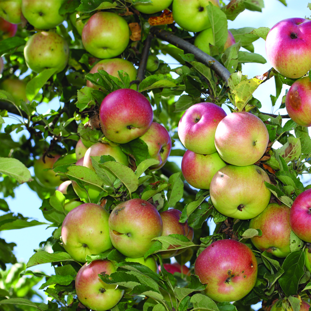 Fair share picture of abundant apples.