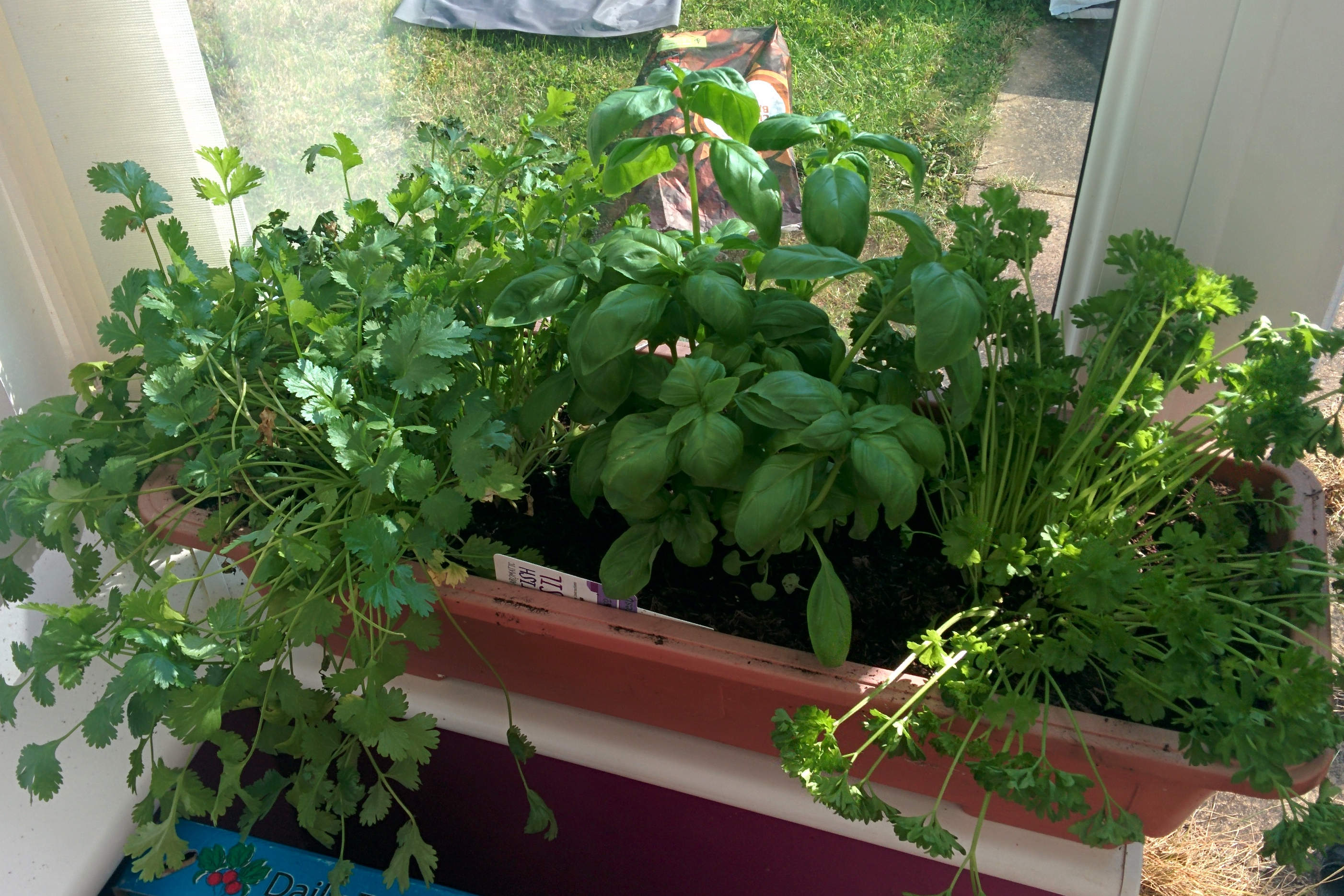 Windowsill herbs