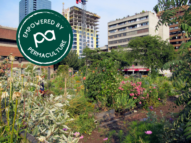 urban permaculture