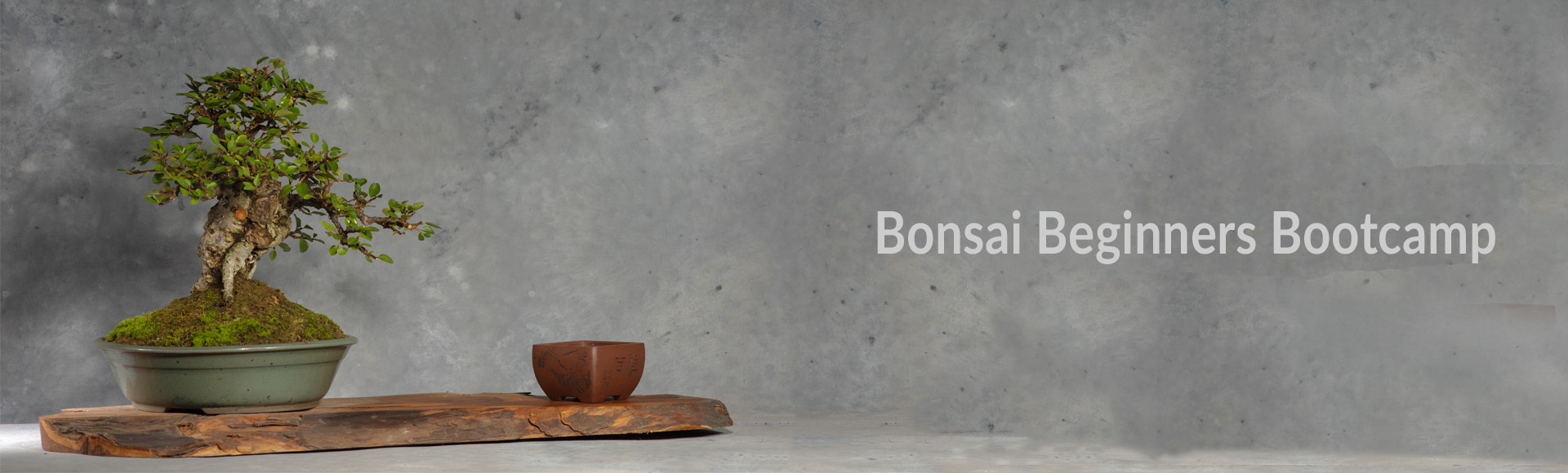 Beginners Bootcamp - Growing Bonsai Sustainably