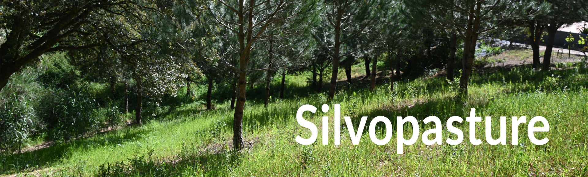 Regenerative Silviculture Design