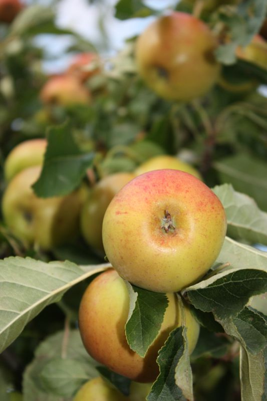 Apples