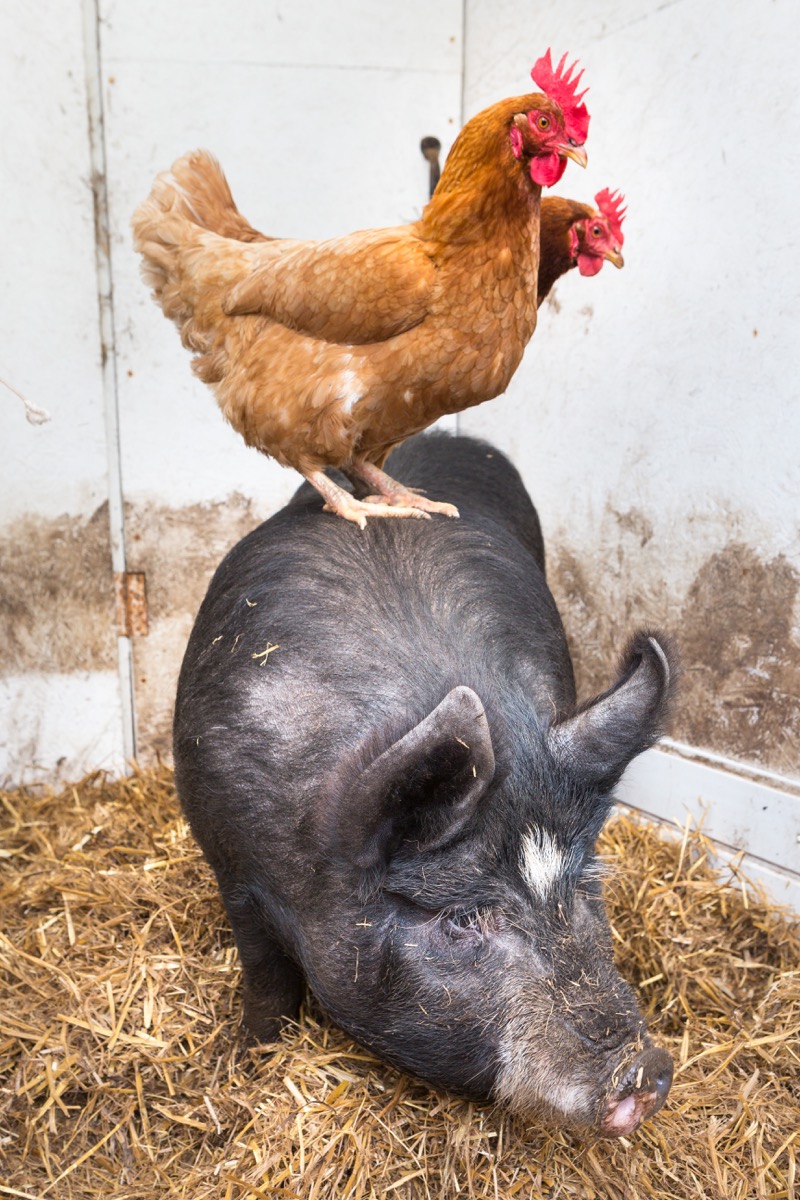 Talk about polycultures! hen and pig