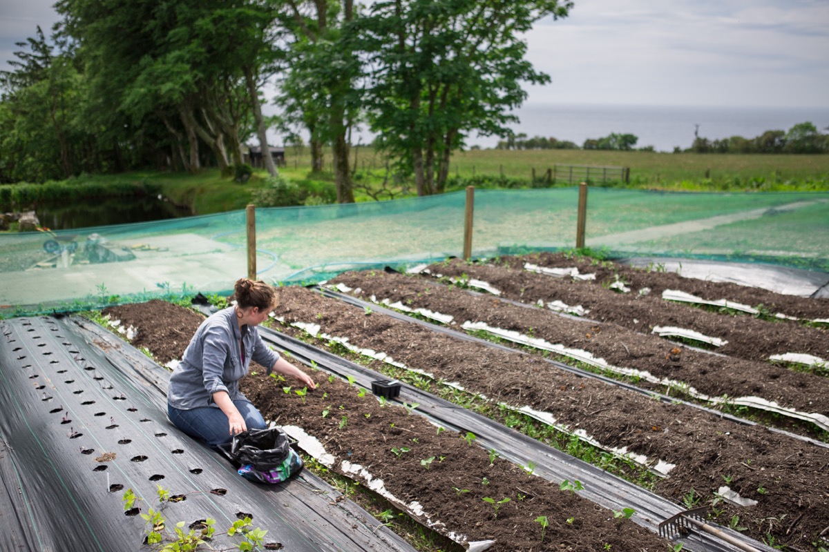The market garden beds at the beginning of the season.