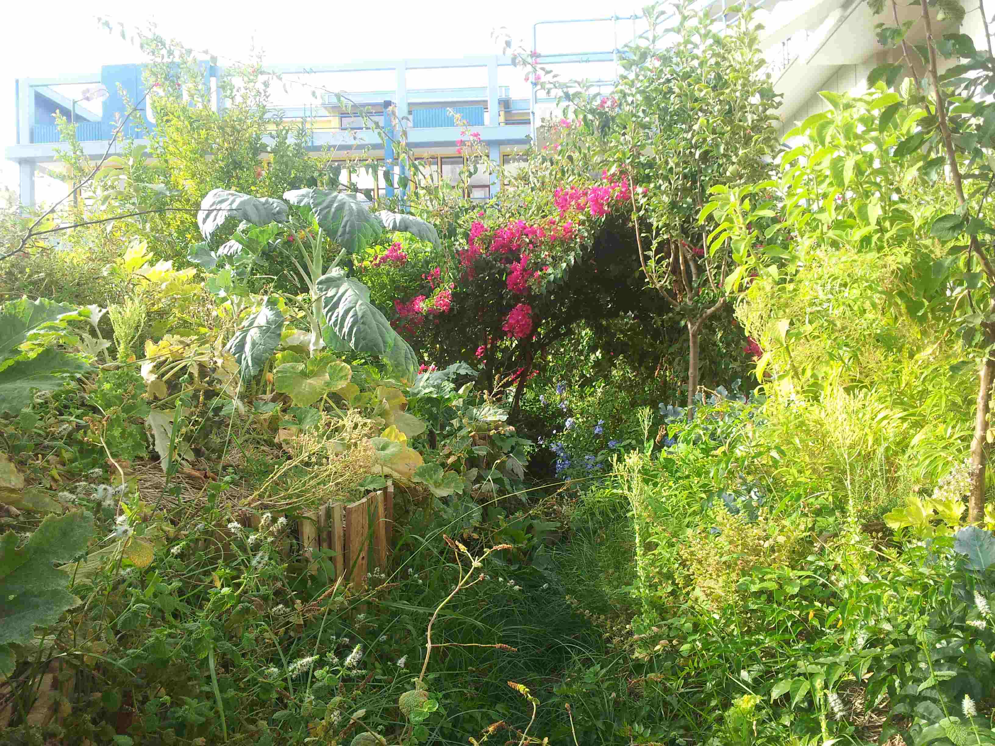Garden getting wild