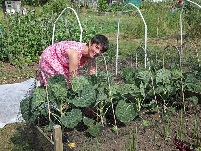 At Glenthorne Allotments, Ellen works on her and Andrew's plot, netting brassicas. Photo: philip_talmage on Flickr CC BY-NC-ND 2.0