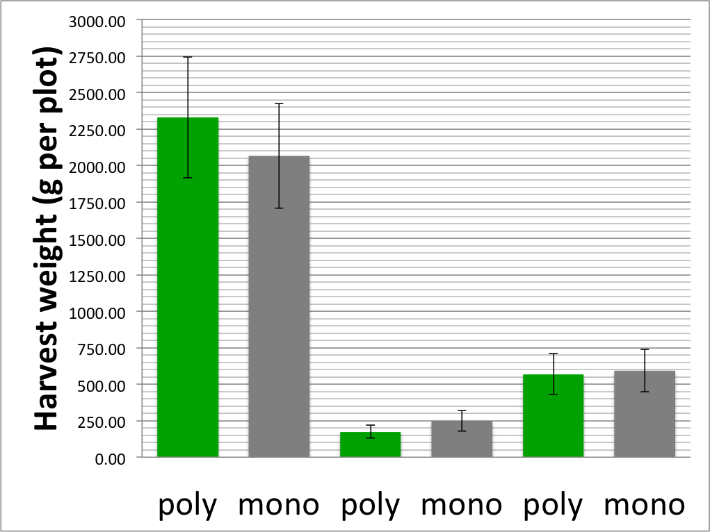 Yields of each beans, spinach and radish from polyculture and monoculture plots