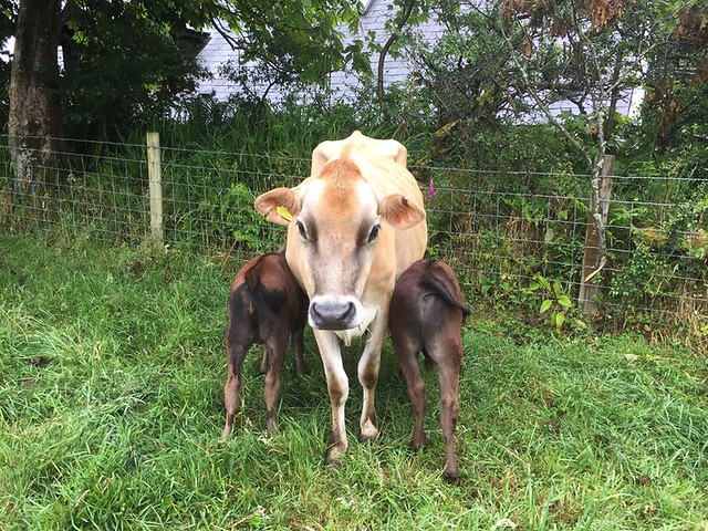 Cow and calves
