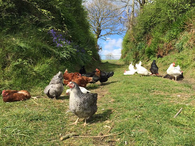 chickens grazing