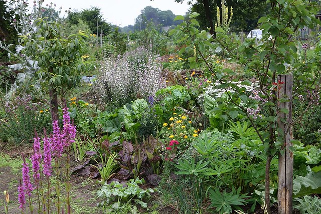 Photo shows a garden area with many layers of plants. There is a dwarf fruit tree with a diverse mix of plants in the ground layer, including some flowering.