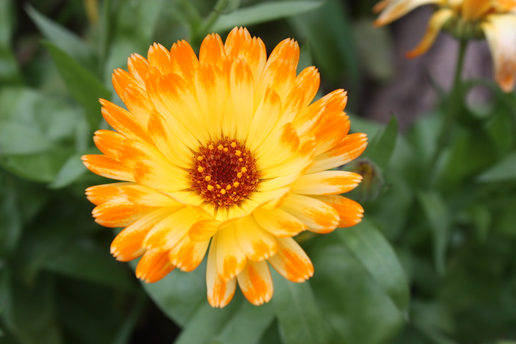 Calendula flower