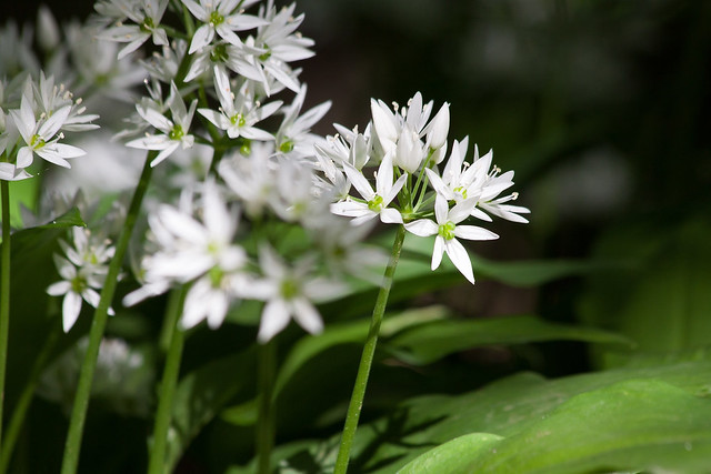 Wild garlic