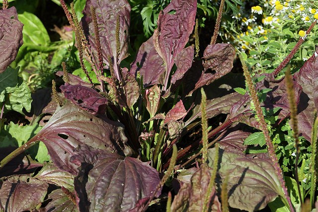 Purple plantain with broad leaves