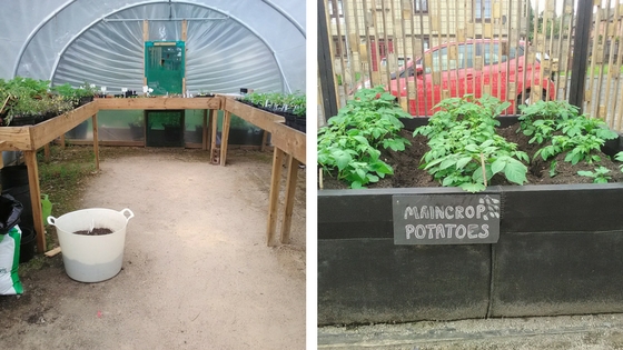 A tidy polytunnel with benches on the left and a raised bed on concrete, filled with potato plants, labelled maincrop potatoes. Red car and housing in the background behind a slatted fence.