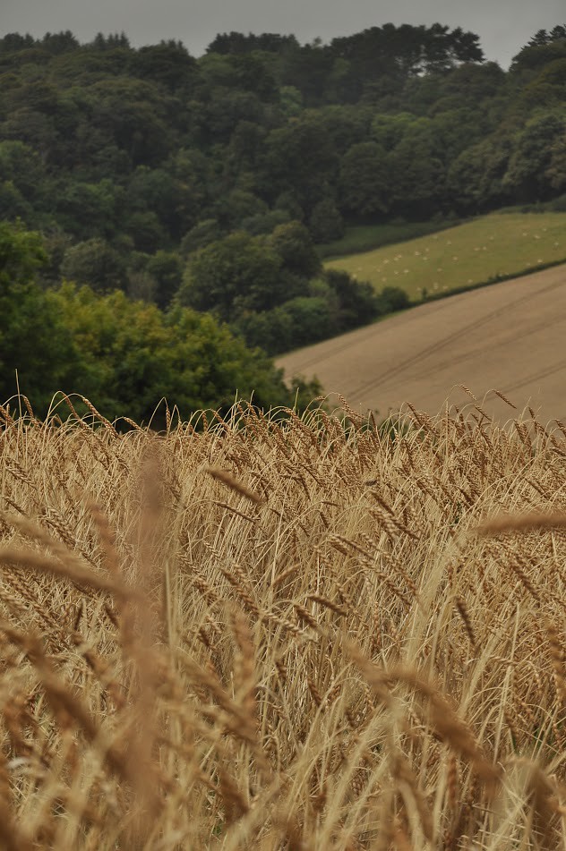 Field of Grain: Nicola Lang