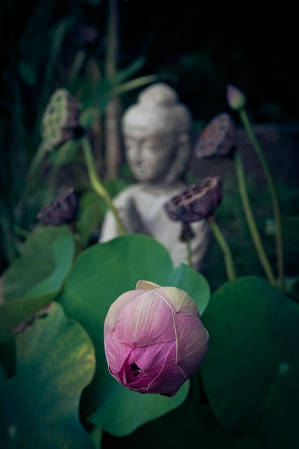 buddha