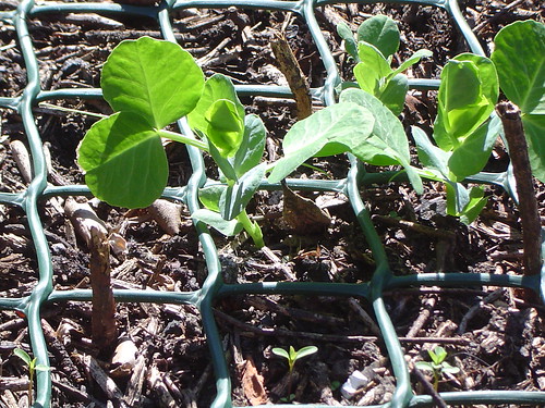 Seedling Seedling
