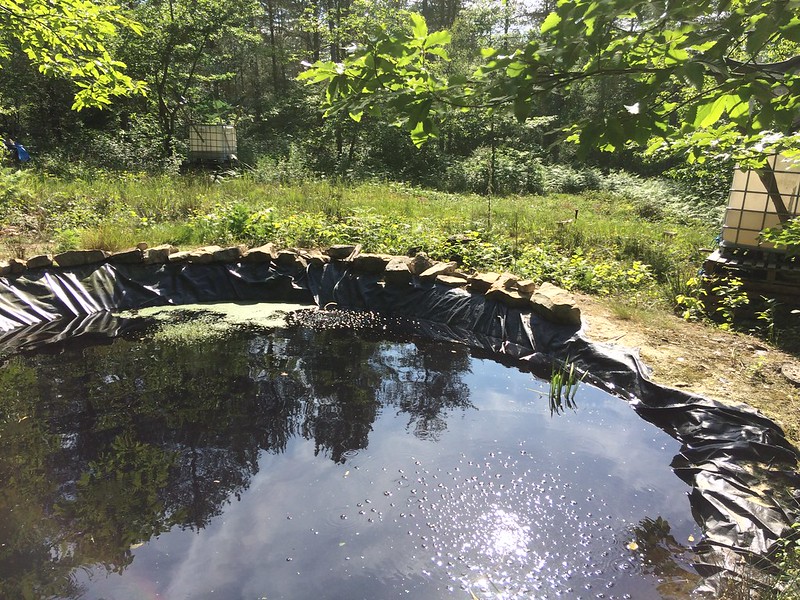 Small pond - regularly with damselflies, dragonflies, tadpoles, frogs and even ducks