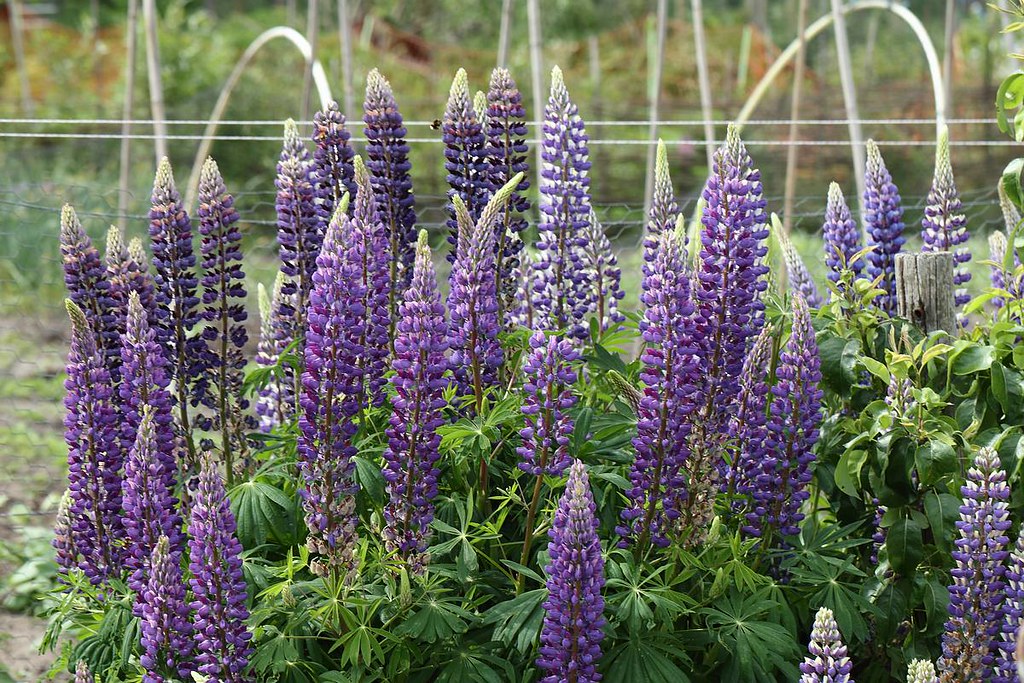 Blue lupins with bumblebees on