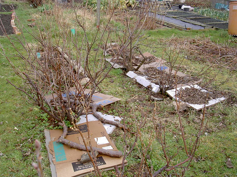 Currant plants on the allotment