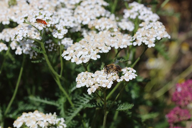 Yarrow flowers with a bee and another insect on it.
