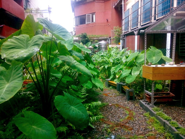 Taipei city micro garden