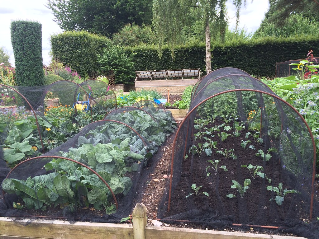 Allotment garden with hoops covering crops