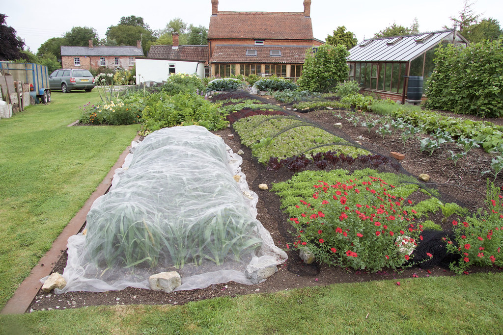 Allotment garden with house in the background