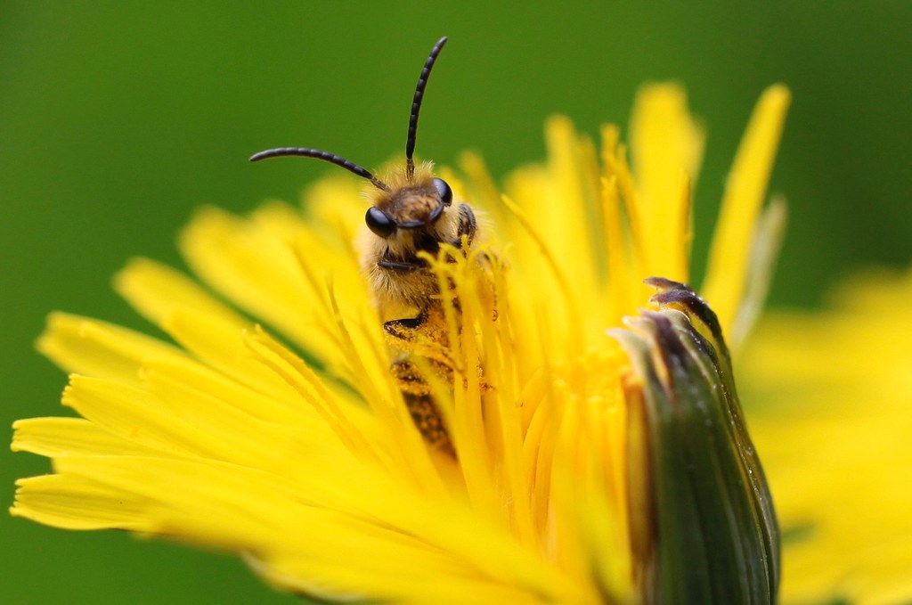 Bee on a yellow flower close up
