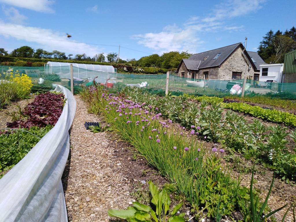 Productive edible garden