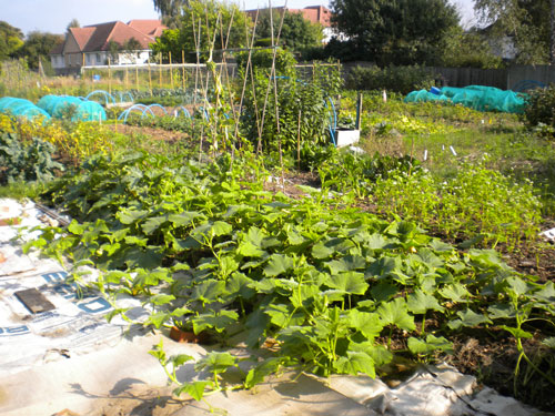 Allotment plot squash