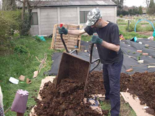 Allotment potato beds