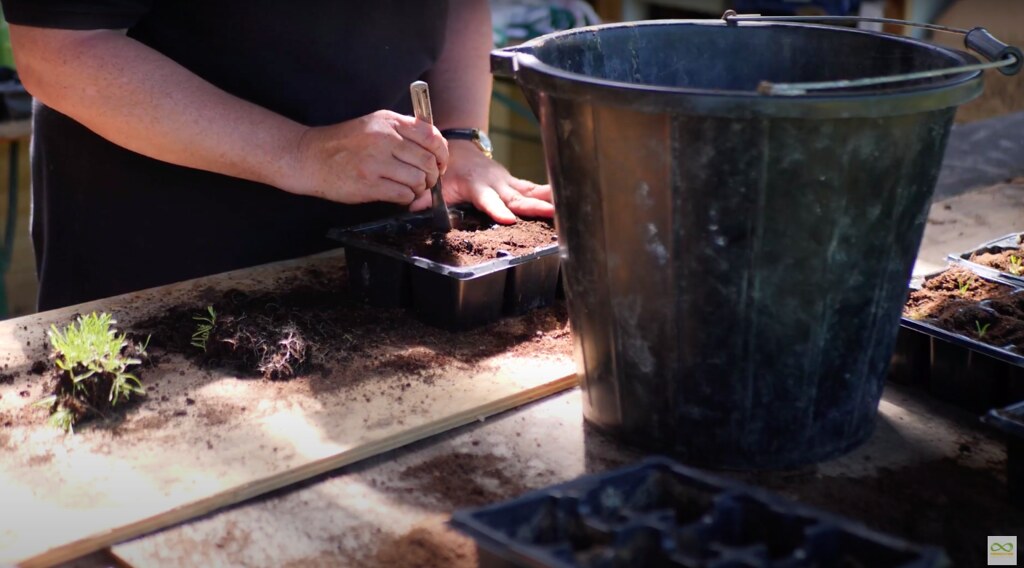 Potting on plants