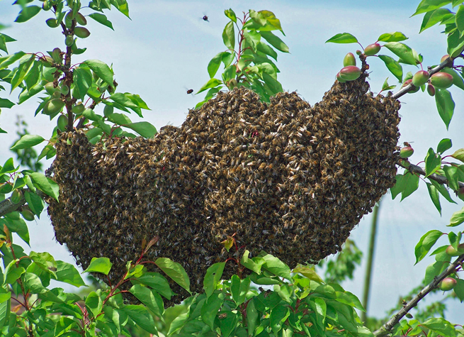Swarm of bees