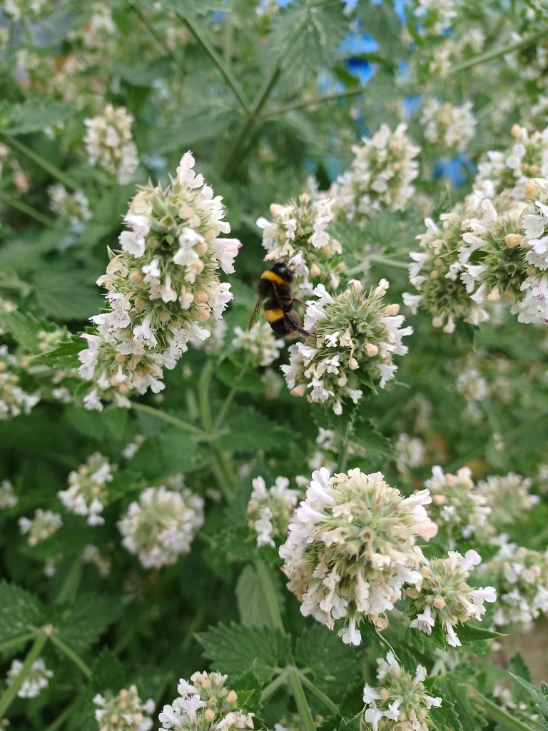 Bee on catnip