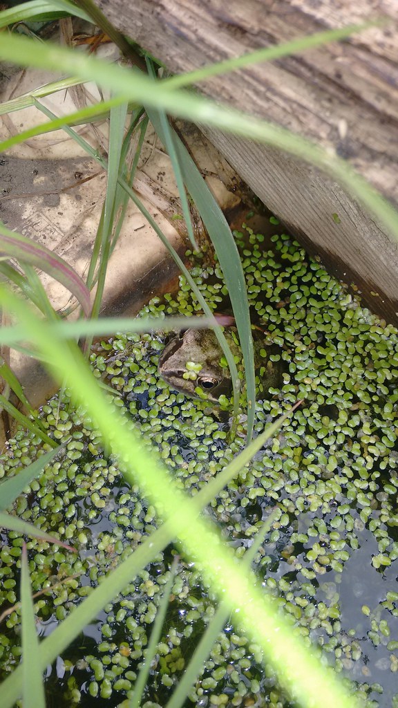 Frog in a wildlife pond