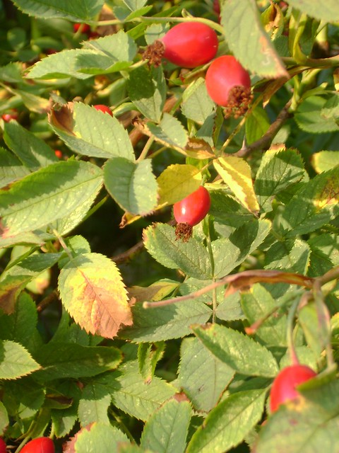 Rosehips