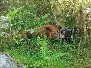 Pigs in ferns