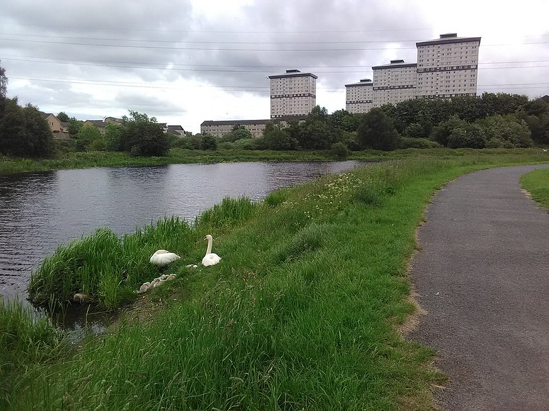 A swan on a grass bank beside a river. Tower blocks in the background. The sky is grey and cloudy.
