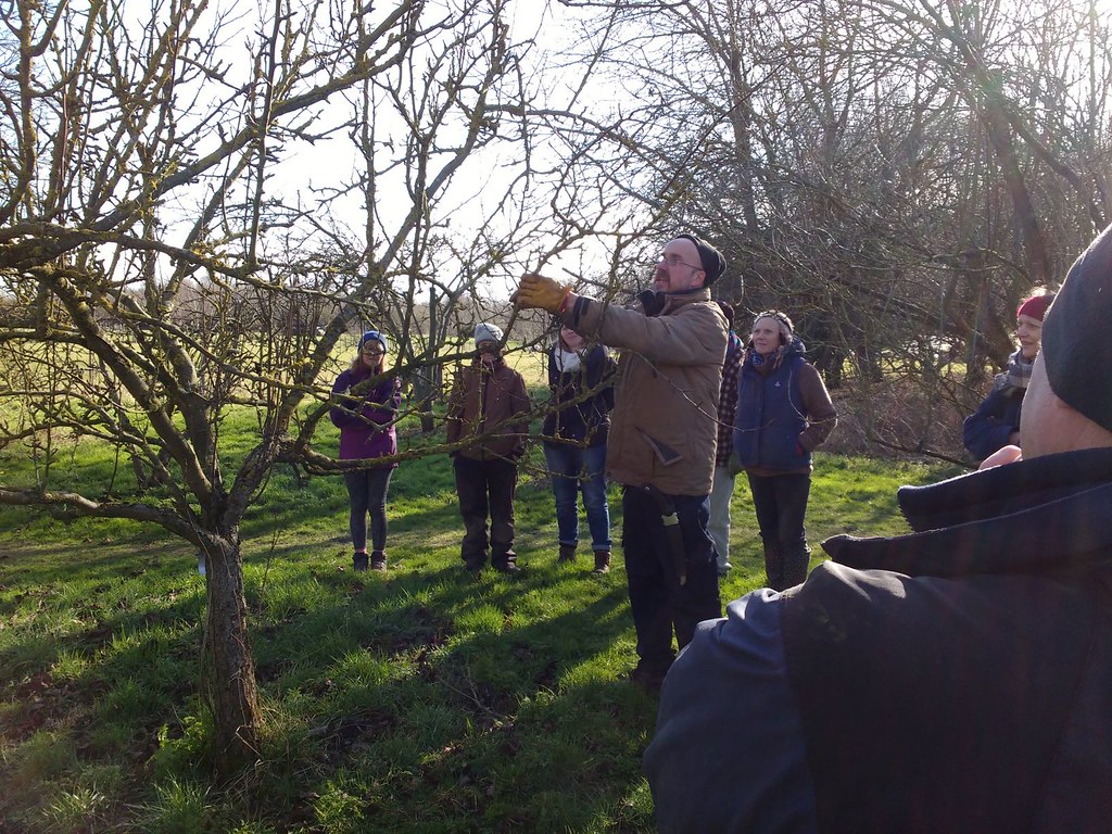 Pruning an apple tree in an orchard