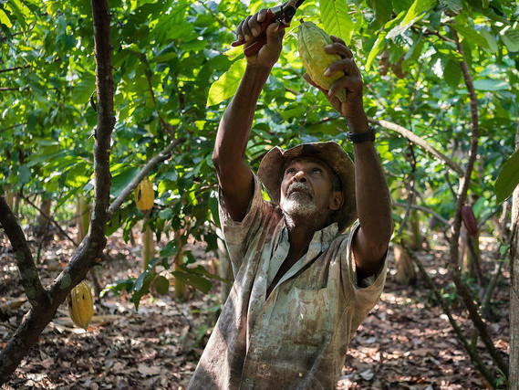 Jose cuts cacao pods from the tree Photo: USAID_images on Flickr, shared under CC BY-NC 2.0 license