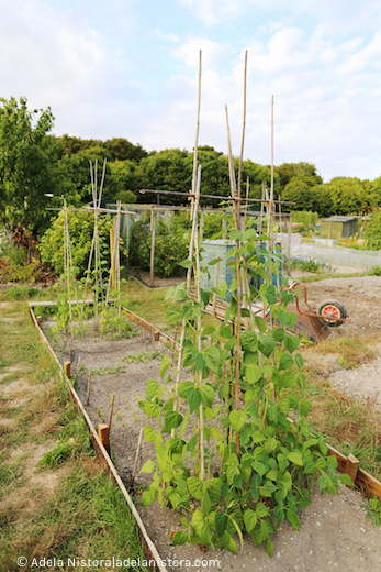 Four vegetable plots.  Beans, spinach, radish in monoculture and all three planted together in polyculture