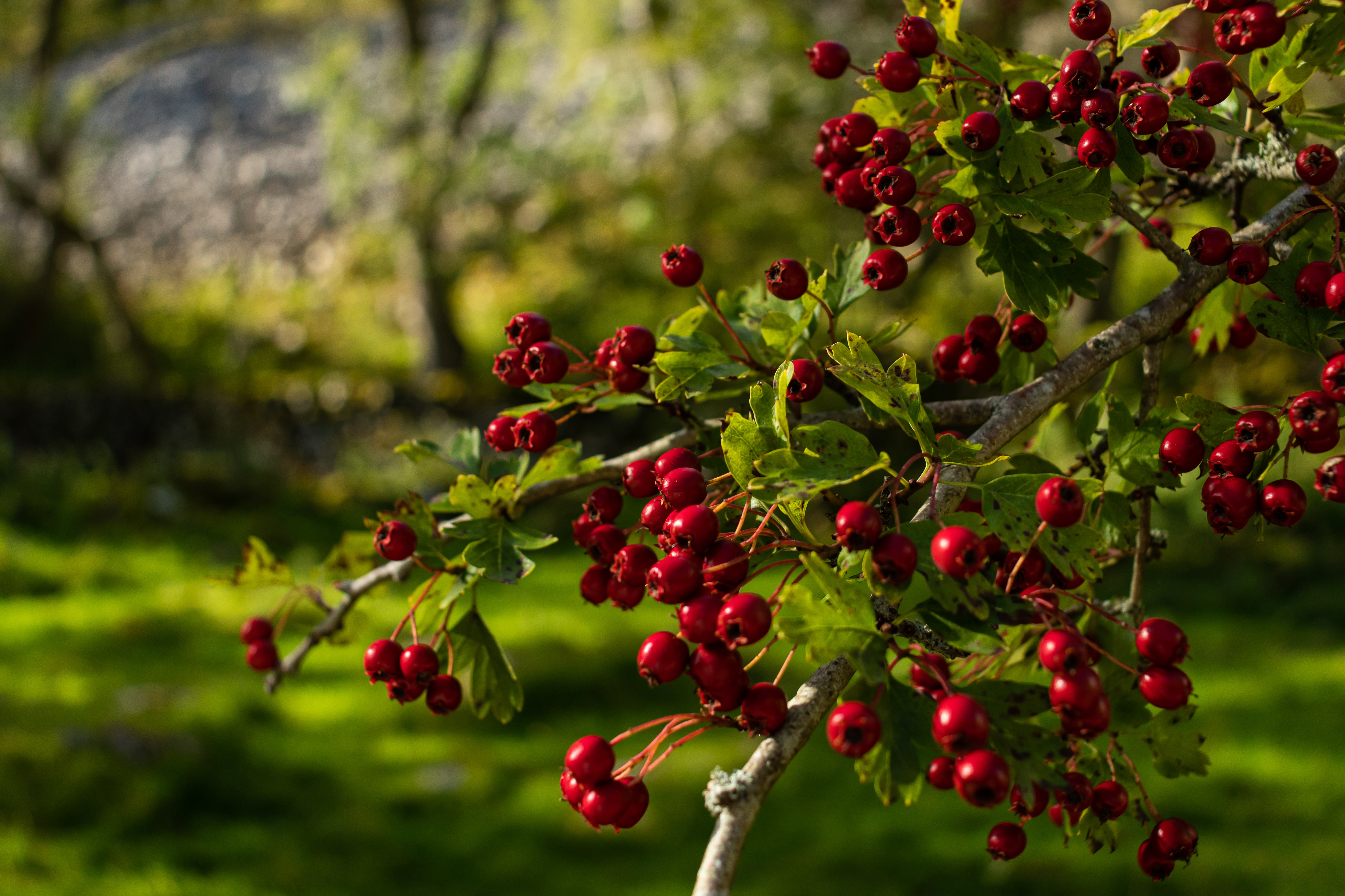 Hawthorn